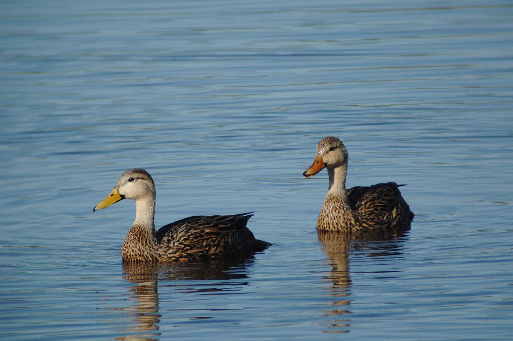 Duck, Mottled, 2010-01287968 Eagle Lakes Community Park, FL.JPG - Mottled Duck. Eagle Lakes Community Park, Collier County, FL, 1-28-2010